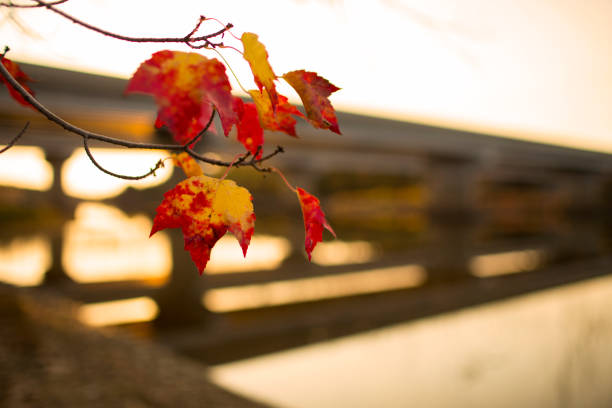 istock Close up autumn leaves 865943068
