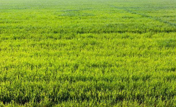 istock Green grass on the field 865947060