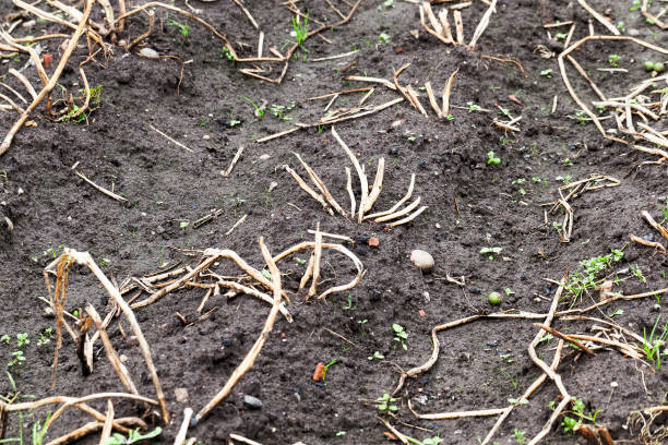 istock dry tops of potatoes 865947450
