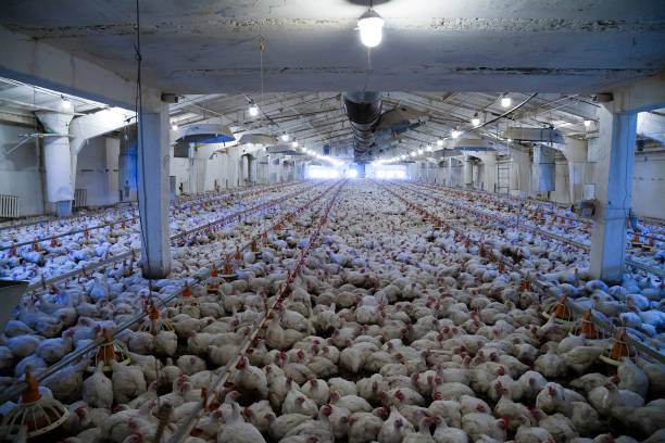 granja de pollo - giant boilers fotografías e imágenes de stock