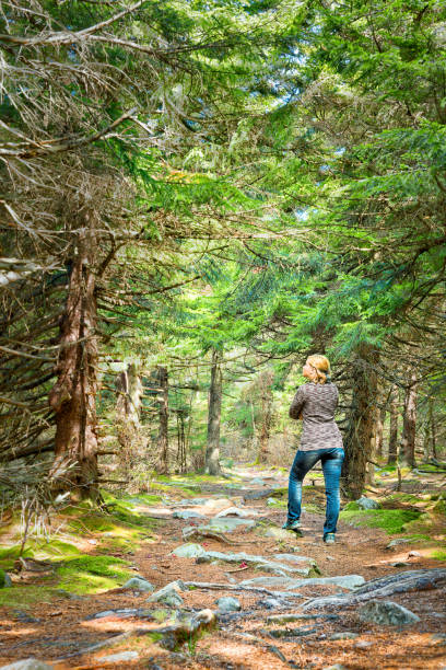 istock Fairy Tale spruce pine tree forest in West Virginia during autumn with one young woman standing on sunny day 865950618