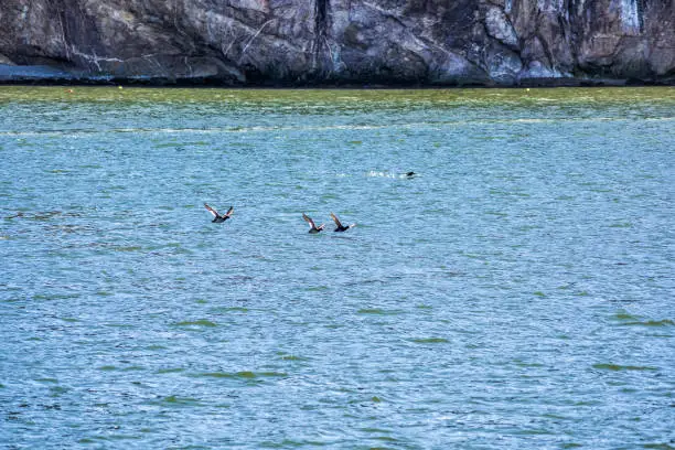 Many guillemots black birds swimming flying away by Rocher Perce rock and Bonaventure island in Gaspe Peninsula, Quebec, Gaspesie region