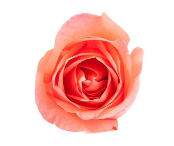 istock on top pink rose isolated on white background 865950796