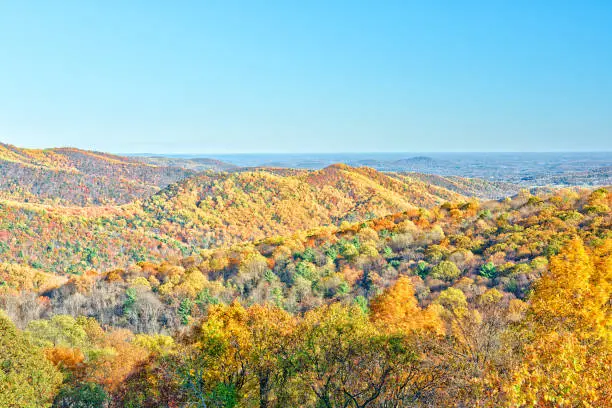 Shenandoah National Park forest mountains, hills and ridge in Virginia during autumn with golden lush foliage