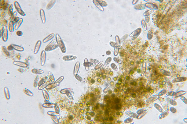 istock Tetrahymena is a genus of unicellular ciliated protozoan 865962082