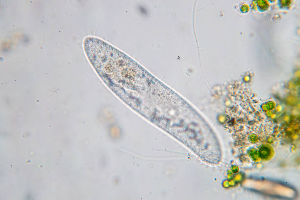 istock Paramecium caudatum is a genus of unicellular ciliated protozoan 865962324