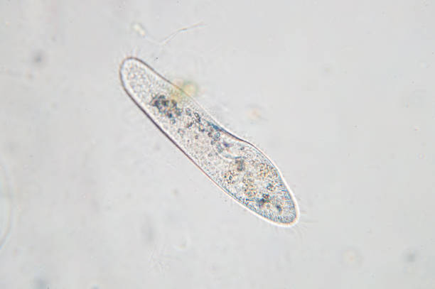 istock Paramecium caudatum is a genus of unicellular ciliated protozoan 865962344