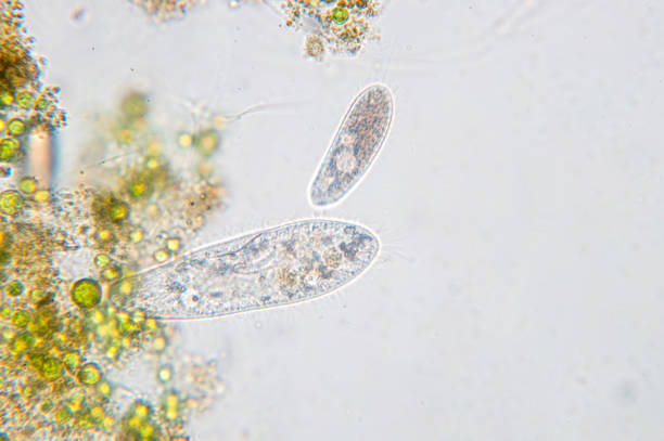 paramecium caudatum es un género de protozoo ciliado unicelular - paramecium fotografías e imágenes de stock