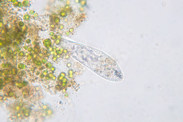 paramecium caudatum es un género de protozoo ciliado unicelular - paramecium fotografías e imágenes de stock