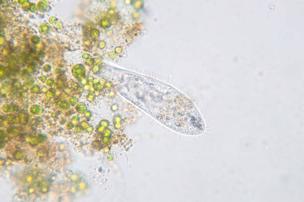 istock Paramecium caudatum is a genus of unicellular ciliated protozoan 865962404