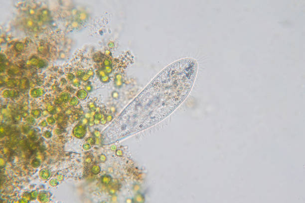 istock Paramecium caudatum is a genus of unicellular ciliated protozoan 865962446