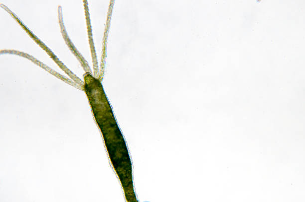 istock Hydra is a genus of small fresh-water animals 865962620