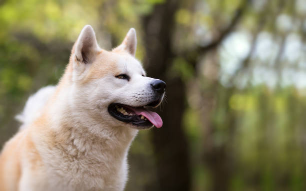 Japanese dog Aktia Inu - Forest background Japanese dog Aktia Inu - Forest background japanese akita stock pictures, royalty-free photos & images