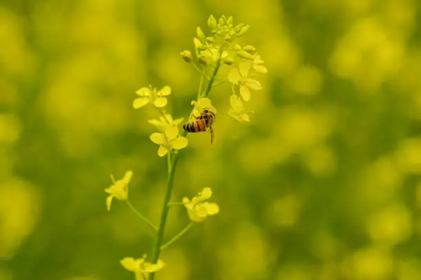 canola flower,Honey bee