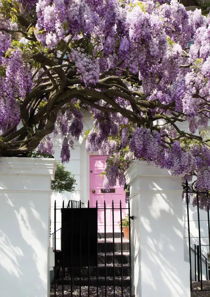 Blossoming wisteria tree covering up a house on a bright sunny day in Notting Hill, London, UK