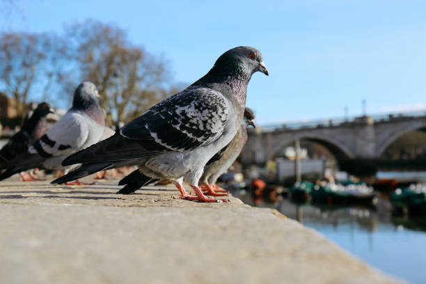 istock Rock pigeons sitting by the river Thames in Richmond, UK 865966612