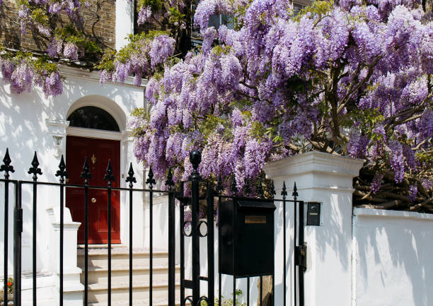 Blossoming wisteria tree in front of a house Blossoming wisteria tree in front of a house on a bright sunny day notting hill photos stock pictures, royalty-free photos & images