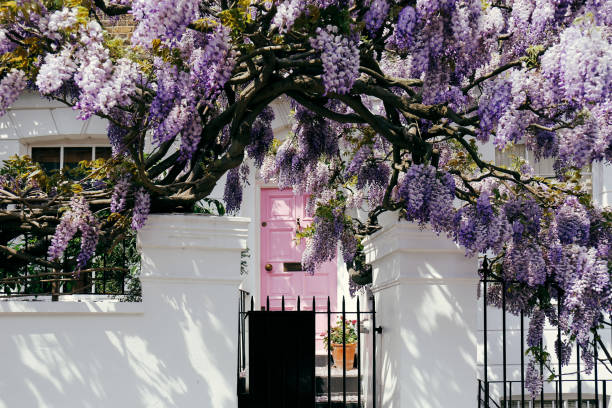 floreciente árbol de la glicina cubrir encima de una fachada de una casa en notting hill, londres - wisteria fotografías e imágenes de stock