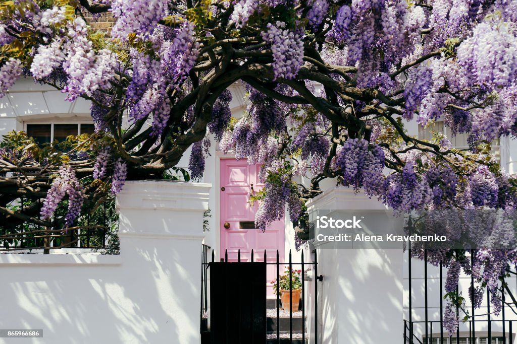 Blossoming wisteria tree covering up a facade of a house in Notting Hill, London Blossoming wisteria tree covering up a facade of a house in Notting Hill, London on a bright sunny day London - England Stock Photo