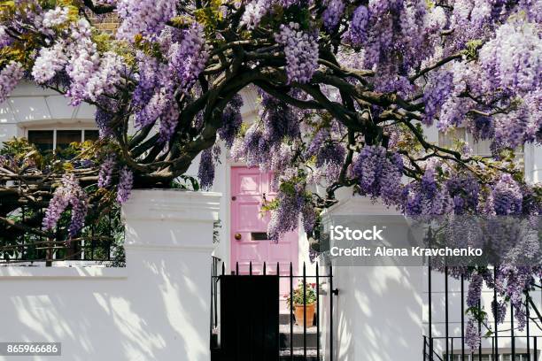 Blossoming Wisteria Tree Covering Up A Facade Of A House In Notting Hill London Stock Photo - Download Image Now