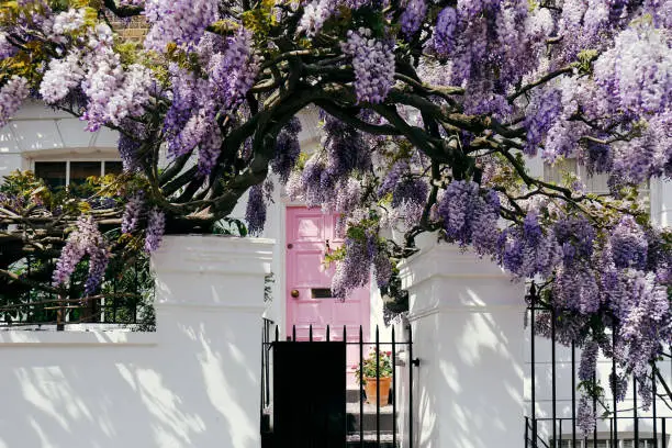 Photo of Blossoming wisteria tree covering up a facade of a house in Notting Hill, London