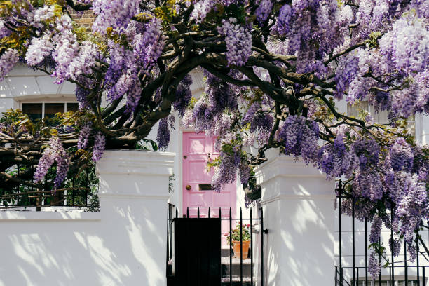 цветущее дерево глицинии, прикрывающее фасад дома в ноттинг-хилле, лондон - pink city стоковые фото и изображения