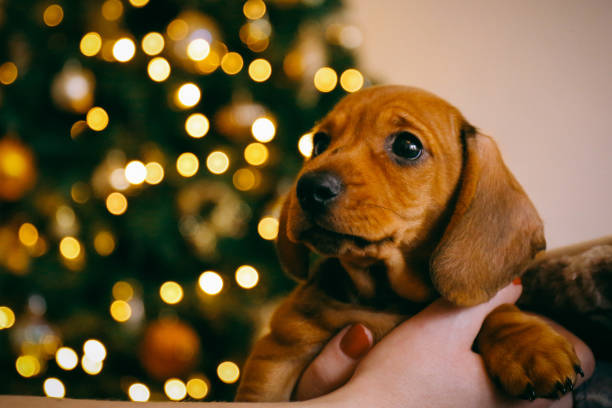 dackel-welpen in den händen des besitzers weibliche verschwommen lichter des weihnachtsbaumes auf dem hintergrund. - christmas dachshund dog pets stock-fotos und bilder