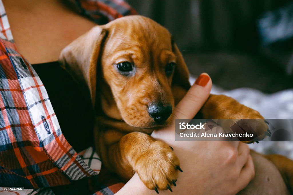 2 months old dachshund puppy laying comfortably in hands of its owner 8 weeks old smooth hair brown dachshund puppy resting in the hands of its female owner in a colourful plaid shirt Puppy Stock Photo