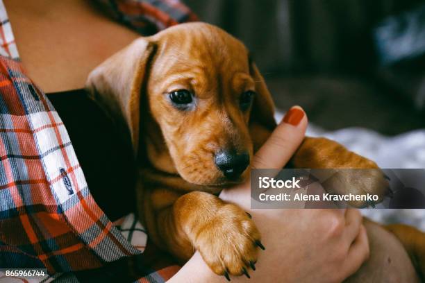 2 Months Old Dachshund Puppy Laying Comfortably In Hands Of Its Owner Stock Photo - Download Image Now