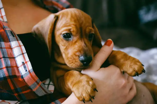 Photo of 2 months old dachshund puppy laying comfortably in hands of its owner