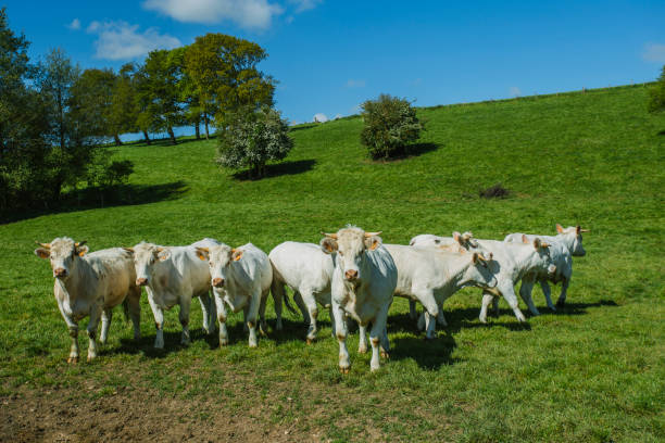 Cows grazing on grassy green field on a bright sunny day. Normandy, France. Cattle breeding and industrial agriculture concept. Summer countriside landscape and pastureland for domesticated livestock stock photo