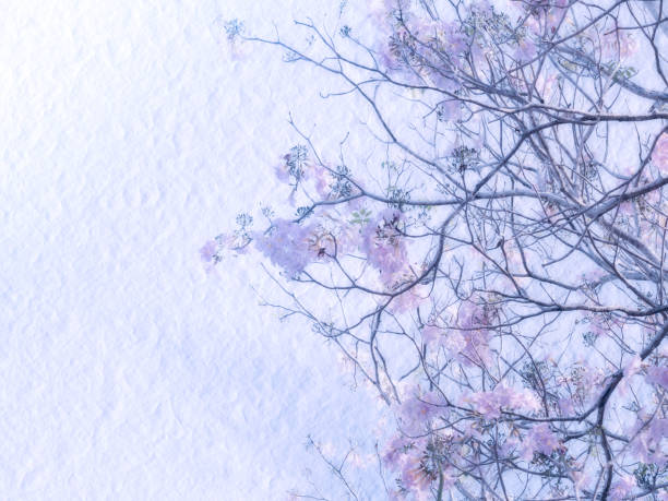 istock Tabebuia rosea, pink flower in summer, Thailand 865967510