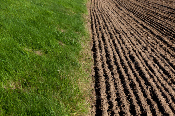 the border of the plowed field with wheat and the place where the green grass grows, photo close-up