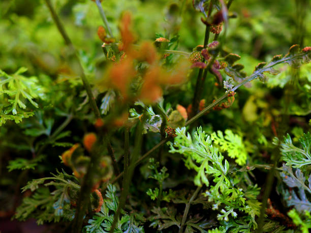 istock Small foliage wet fern leaf field with orange spore branches sprouting 865972744