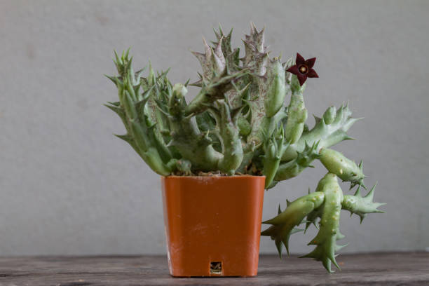 istock Close up of Cactus flower 865972960