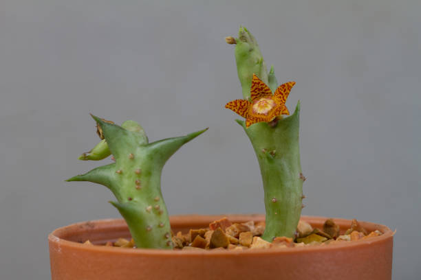 istock Close up of Cactus flower 865973074