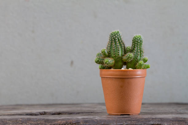 istock Close up cactus plants on wooden 865973526
