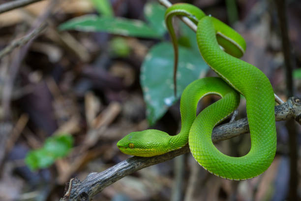 istock Close up Yellow-lipped Green Pit Viper snake 865976112