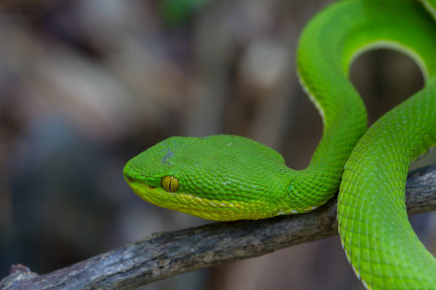 istock Close up Yellow-lipped Green Pit Viper snake 865976160