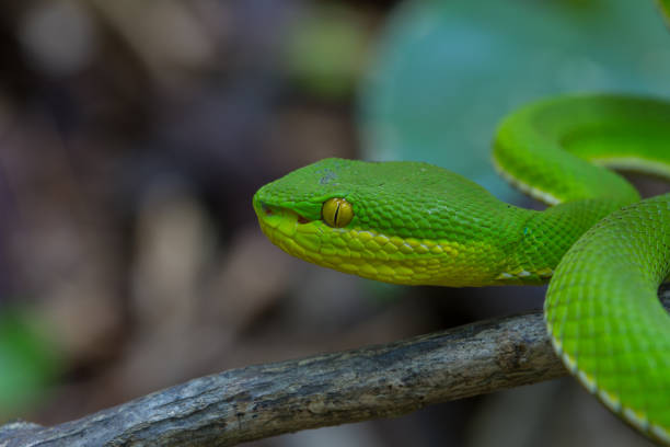 istock Close up Yellow-lipped Green Pit Viper snake 865976274