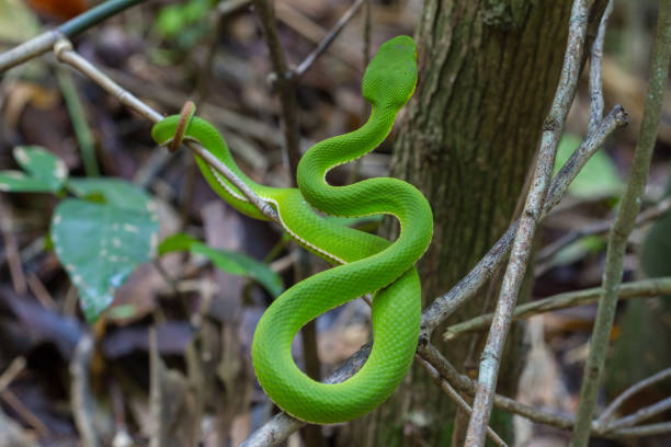 istock Close up Yellow-lipped Green Pit Viper snake 865976334
