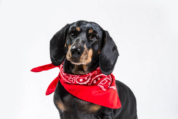 istock black and tan Dachshund on white background 865976552
