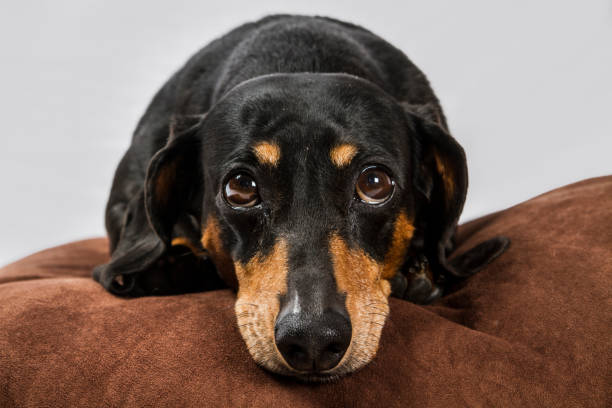 istock black and tan Dachshund on white background 865976706