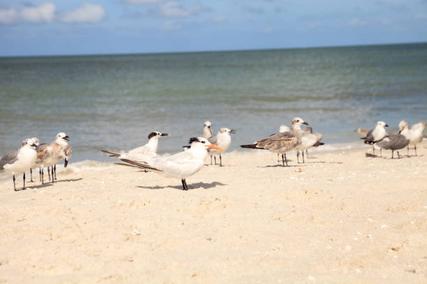 istock Royal tern Thalasseus maximus amid a flock of laughing gulls 865979720