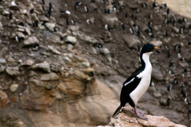 istock Shag or cormorant with penguin rookery in background 865982706