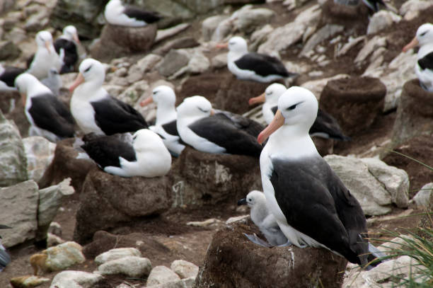 istock Black-brow albatross with fledgling on nest in rookery 865982786