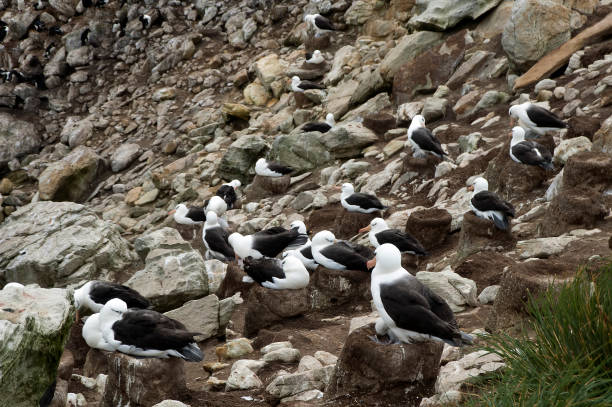 istock View of Black-brow albatross  rookery 865982794