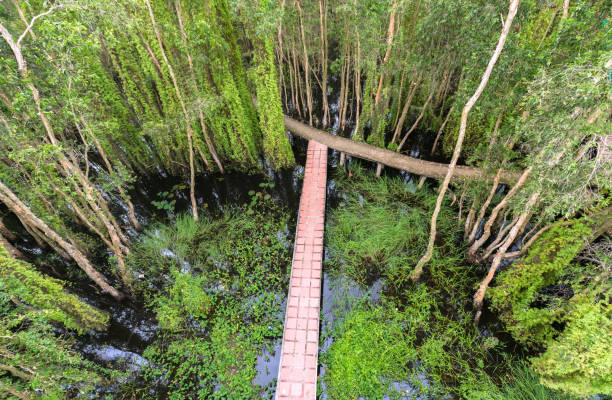 Small road bending through the Melaleuca forests in the ecotourism. It is considered to be the green lung of the Mekong Delta