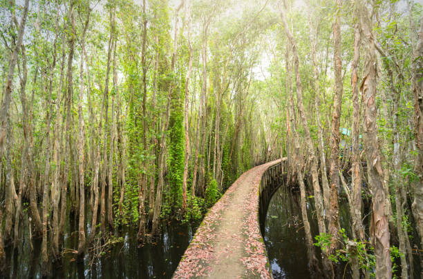 istock Small road bending through the Melaleuca forests in the ecotourism. 865983176