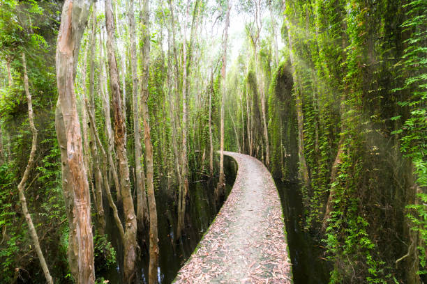 Small road bending through the Melaleuca forests in the ecotourism. It is considered to be the green lung of the Mekong Delta